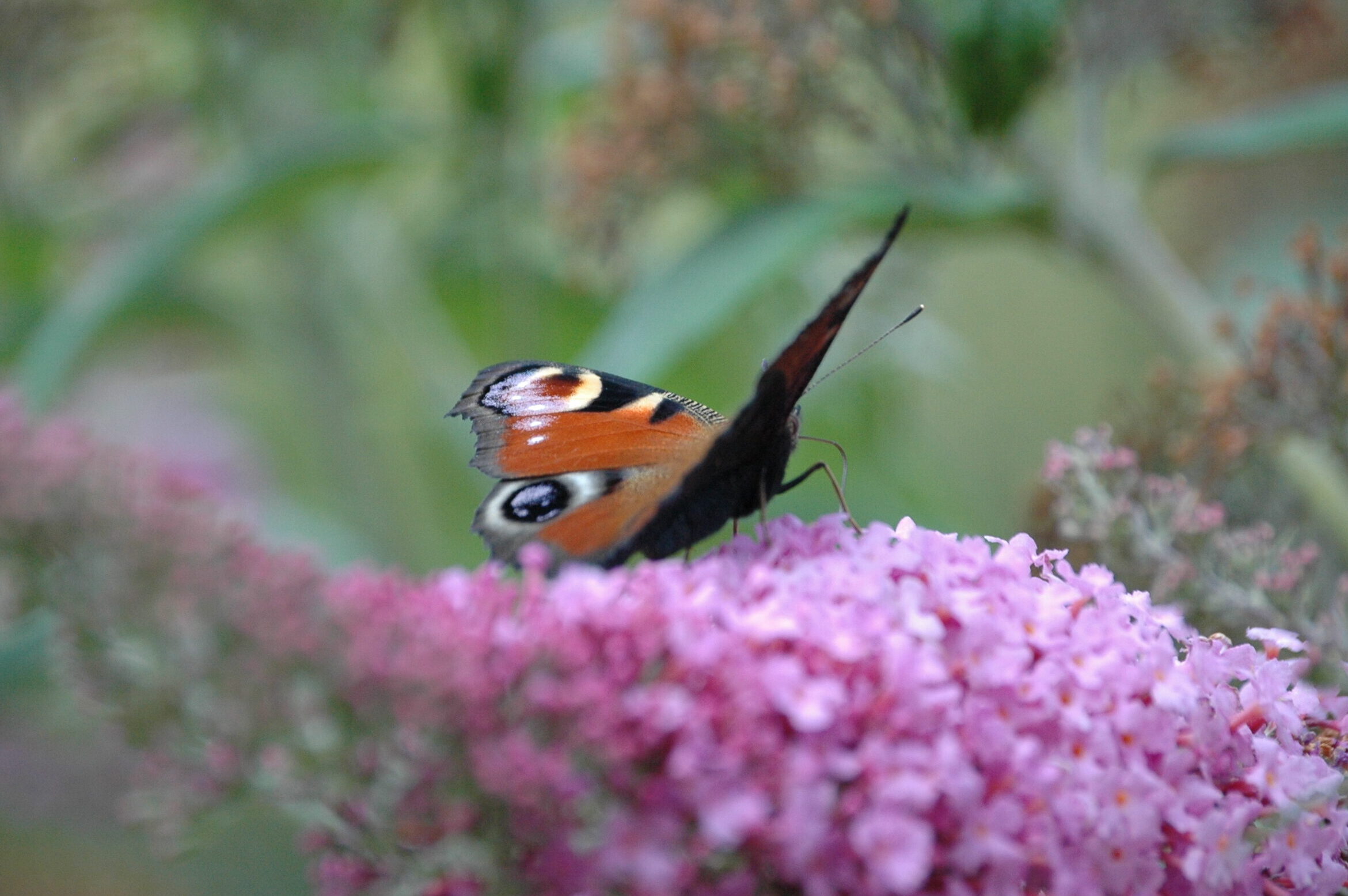 ein Schmetterling Tagpfauenauge auf einem Fliederbusch